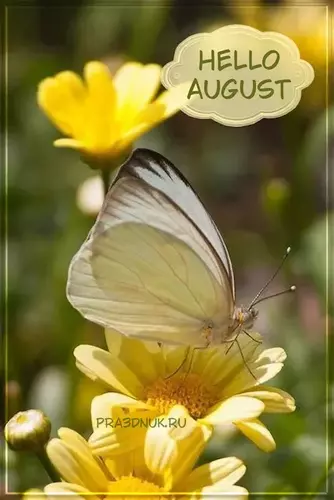 Hello august