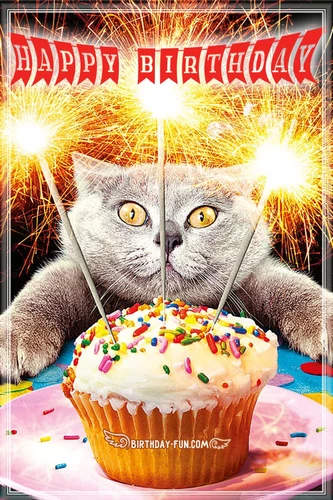 Happy cat birthday